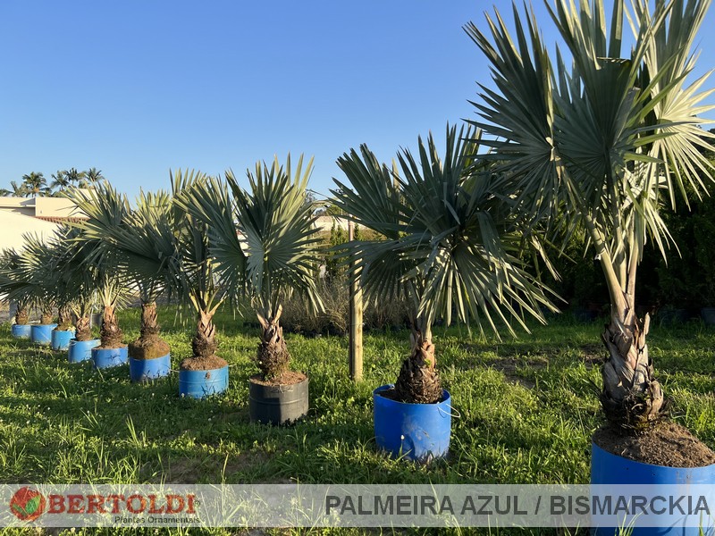 Palmeira Azul / Bismarckia G